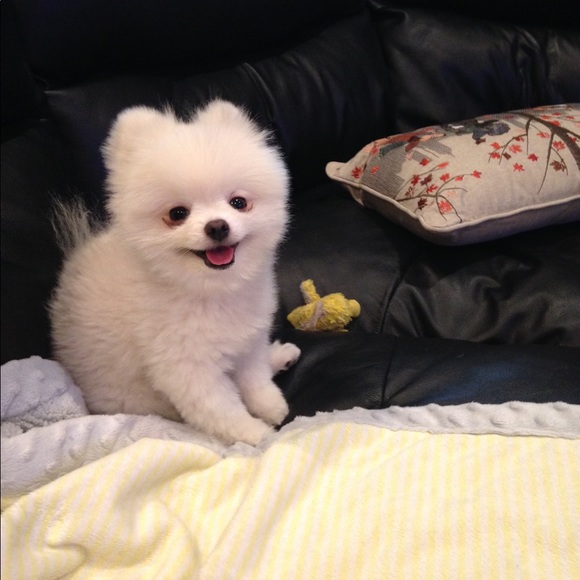 Meet your Posher, Lawana - Picture 2 of 3